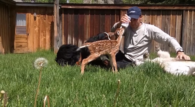 Il Soigne Et Sauve Un Bebe Faon Blesse Et Abandonne A La Naissance